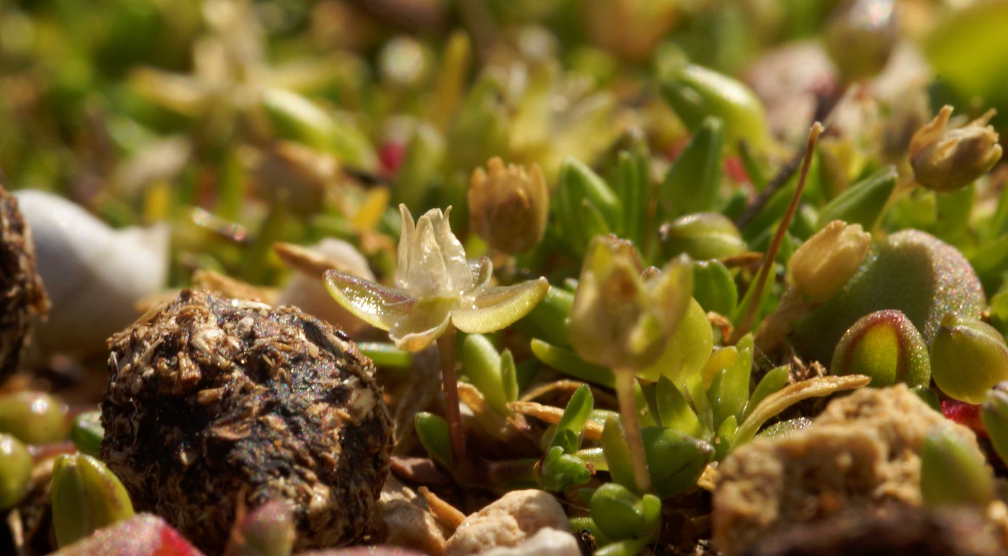 Sagina maritima (Caryophyllaceae)